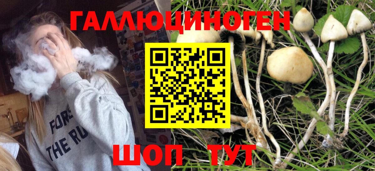 Псилоцибиновые грибы Psilocybe Краснокаменск